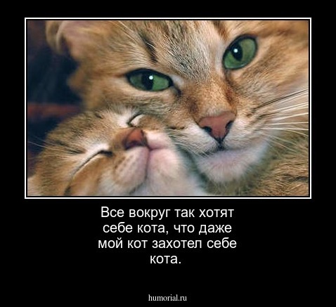 Все вокруг так хотят себе кота, что даже мой кот захотел себе кота.