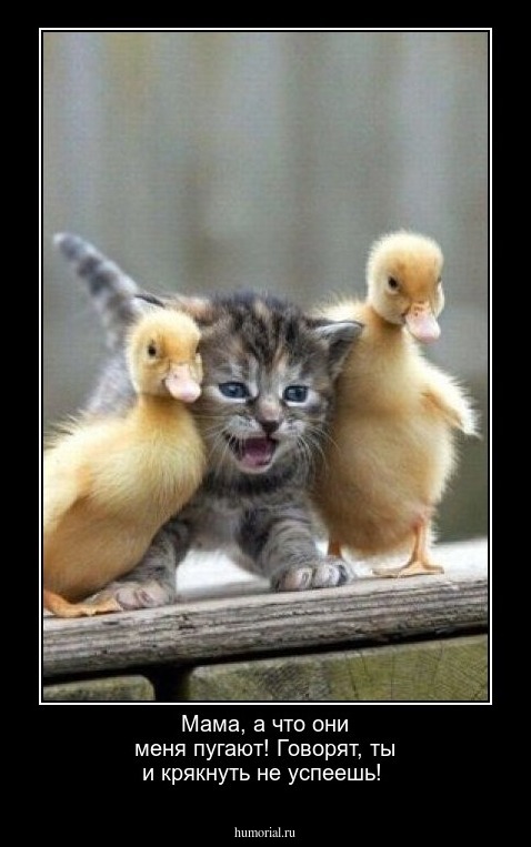 Мама, а что они меня пугают! Говорят, ты и крякнуть не успеешь!