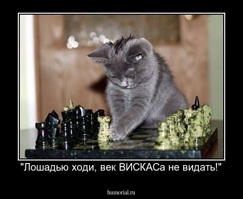 "Лошадью ходи, век ВИСКАСа не видать!"
