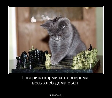 Говорила корми кота вовремя, весь хлеб дома съел