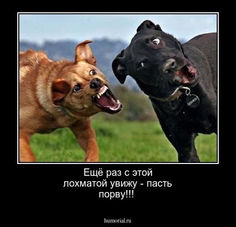 Ещё раз с этой лохматой увижу - пасть порву!!!