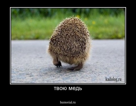 твою медь