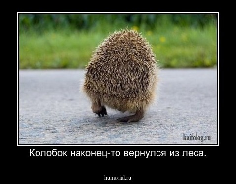 Колобок наконец-то вернулся из леса.