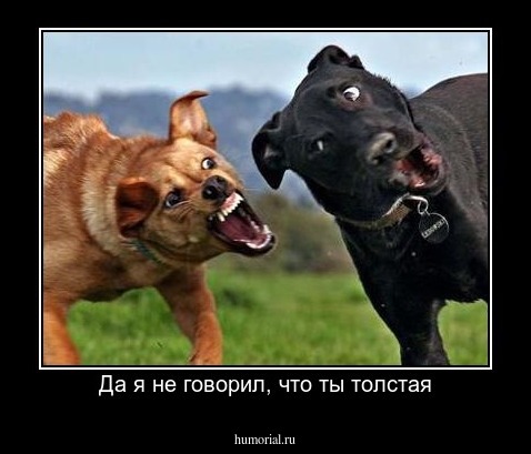 Да я не говорил, что ты толстая