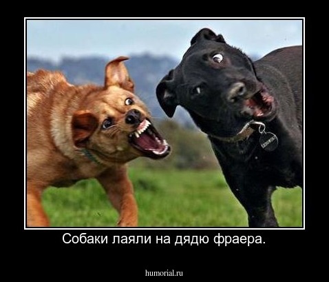Собаки лаяли на дядю фраера.