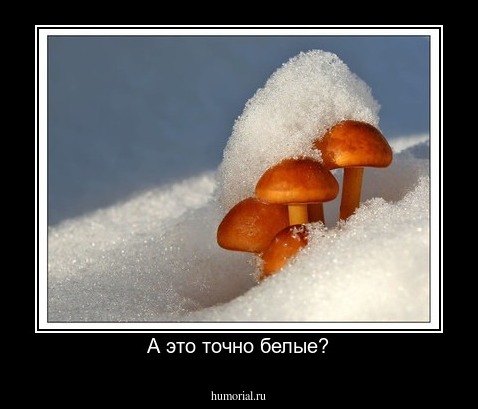 А это точно белые?