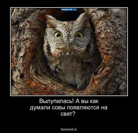 Вылупилась! А вы как думали совы появляются на свет?