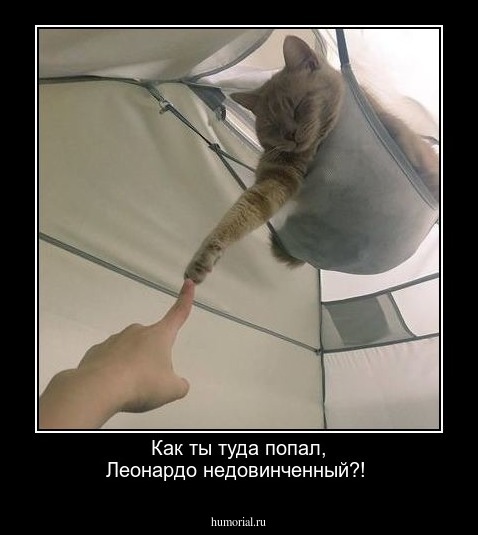 Как ты туда попал, Леонардо недовинченный?!