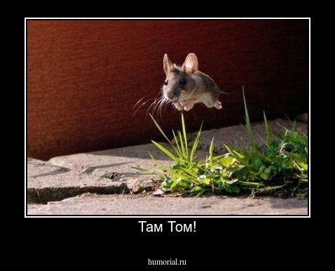 Там Том!