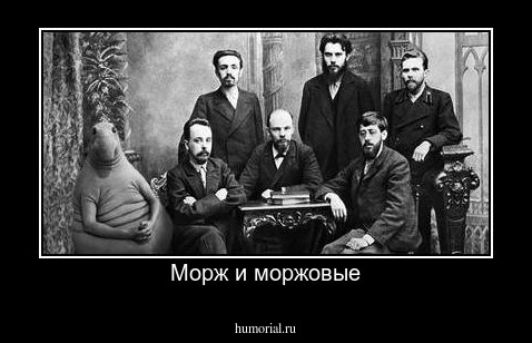 Морж и моржовые