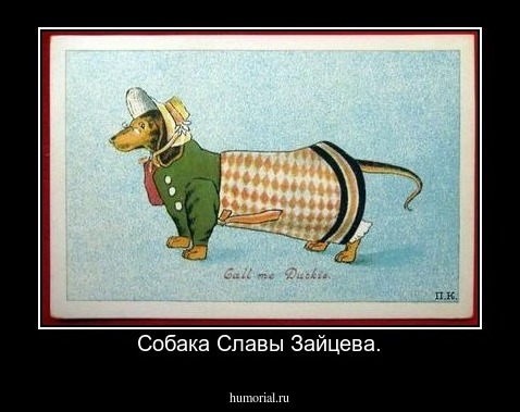Собака Славы Зайцева.