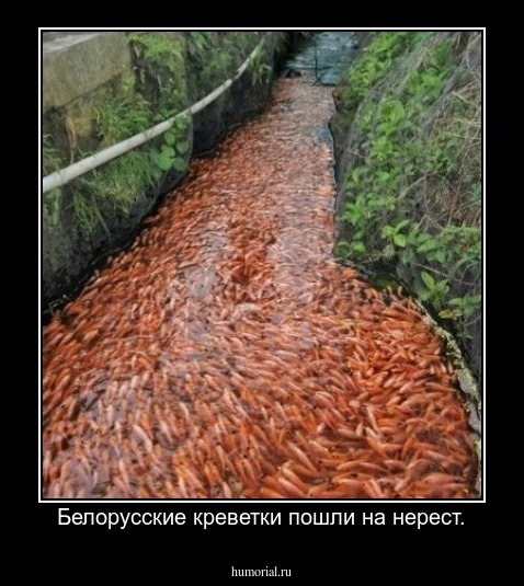 Белорусские креветки пошли на нерест.