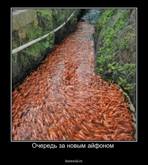Очередь за новым айфоном 
