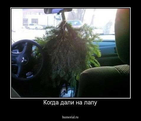 Когда дали на лапу