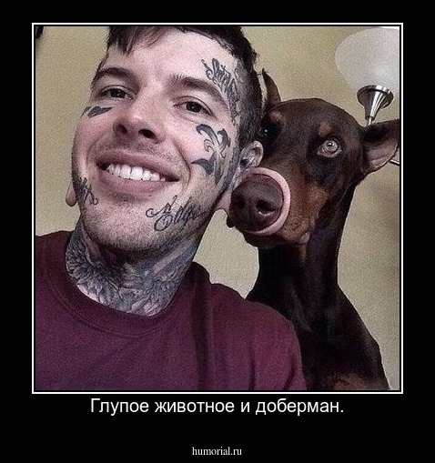 Глупое животное и доберман.
