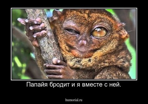 Папайя бродит и я вместе с ней.