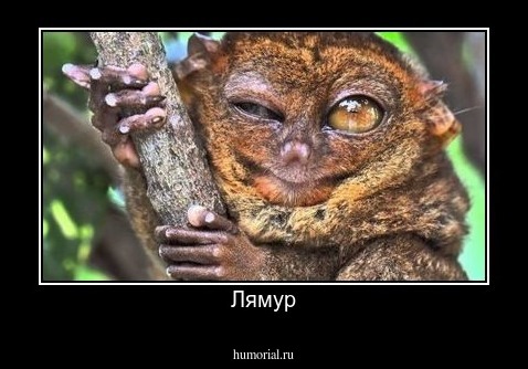 Лямур