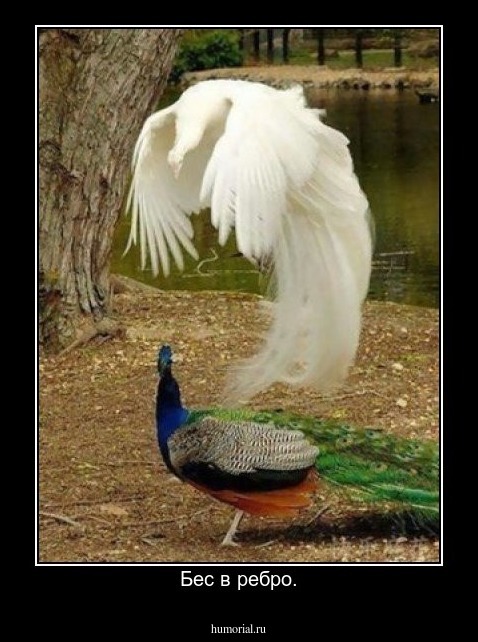 Бес в ребро.