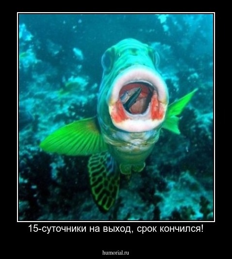15-суточники на выход, срок кончился!