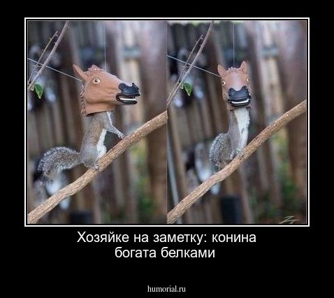 Хозяйке на заметку: конина богата белками 