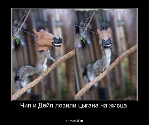 Чип и Дейл ловили цыгана на живца 