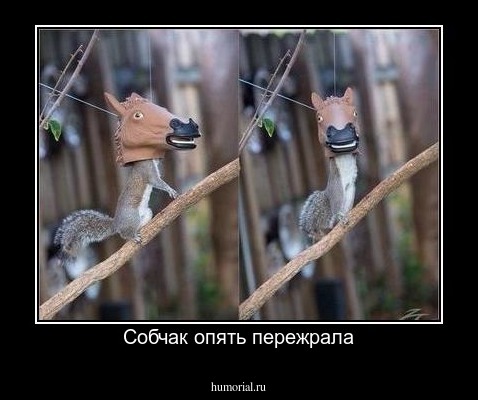 Собчак опять пережрала