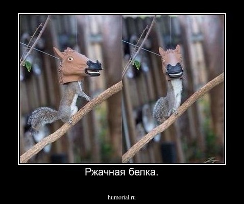 Ржачная белка.