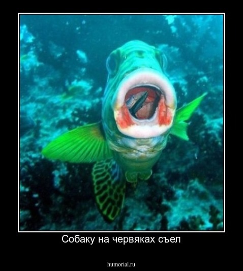 Собаку на червяках съел