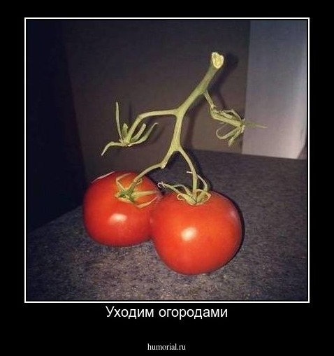 Уходим огородами.