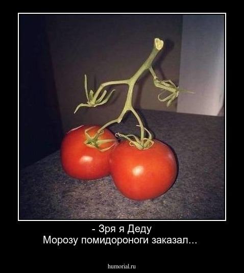 - Зря я Деду Морозу помидороноги заказал...