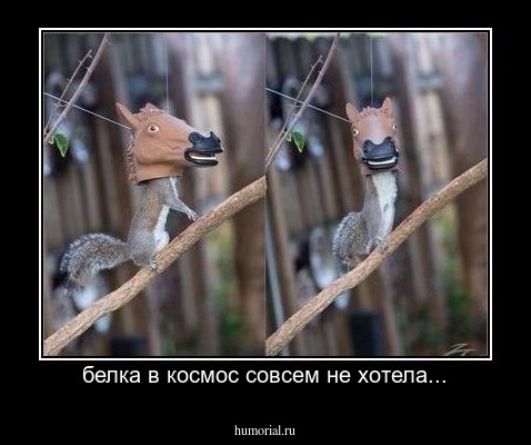 белка в космос совсем не хотела...