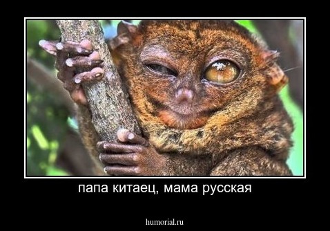 папа китаец, мама русская
