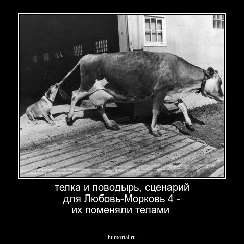 телка и поводырь, сценарий для Любовь-Морковь 4 - их поменяли телами