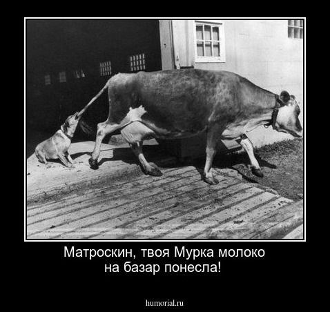 Матроскин, твоя Мурка молоко на базар понесла!