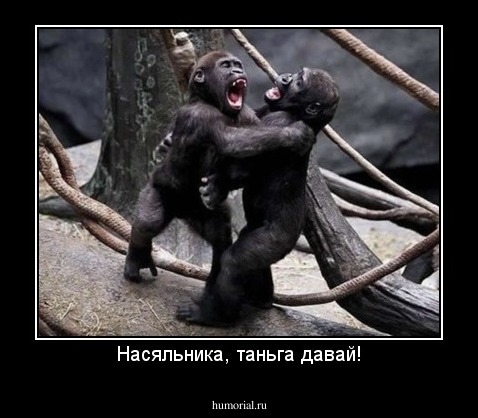 Насяльника, таньга давай!