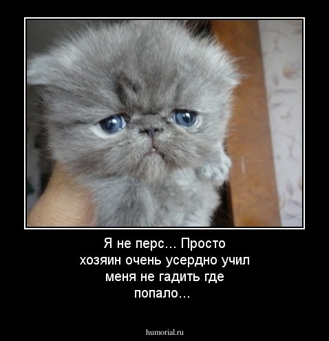 Я не перс... Просто хозяин очень усердно учил меня не гадить где попало...