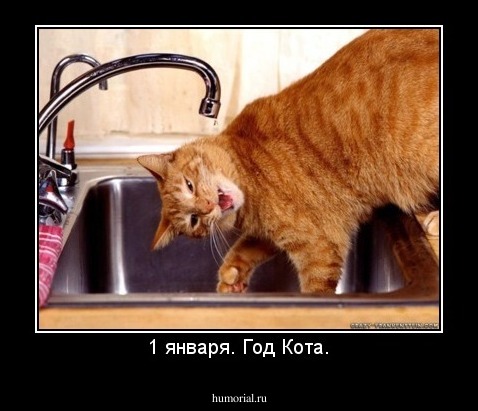 1 января. Год Кота.