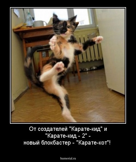 От создателей "Карате-кид" и "Карате-кид - 2" - новый блокбастер - "Карате-кот"!