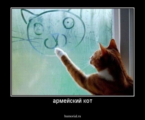 армейский кот