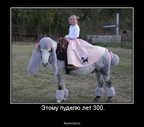  Этому пуделю лет 300.