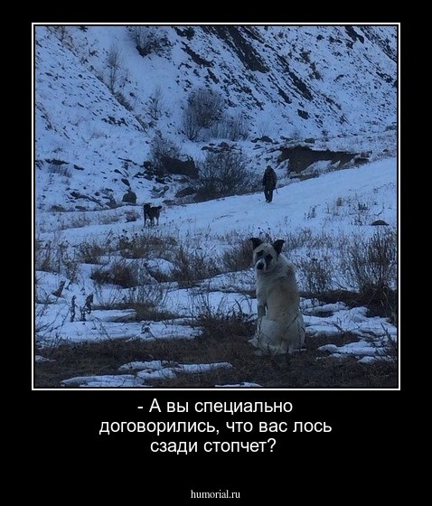 - А вы специально договорились, что вас лось сзади стопчет?