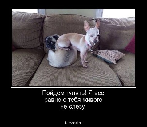 Пойдем гулять! Я все равно с тебя живого не слезу