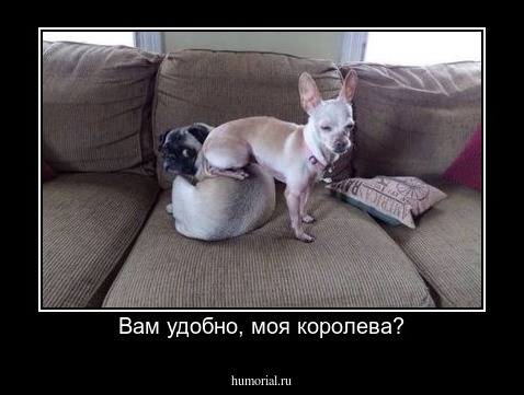 Вам удобно, моя королева?