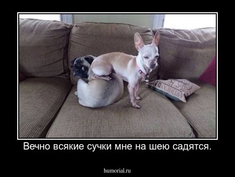 Вечно всякие сучки мне на шею садятся.