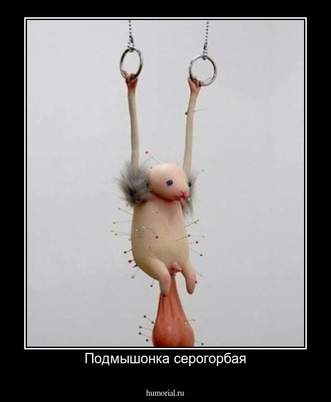 Подмышонка серогорбая