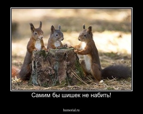 Самим бы шишек не набить!