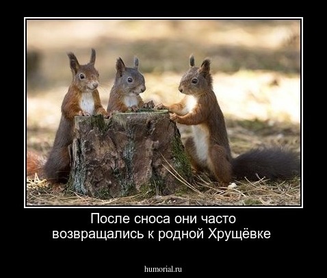 После сноса они часто возвращались к родной Хрущёвке