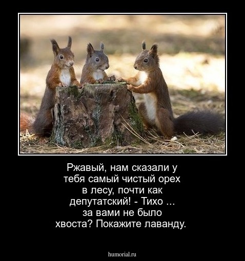 Ржавый, нам сказали у тебя самый чистый орех в лесу, почти как депутатский!  - Тихо ... за вами не было хвоста? Покажите лаванду.