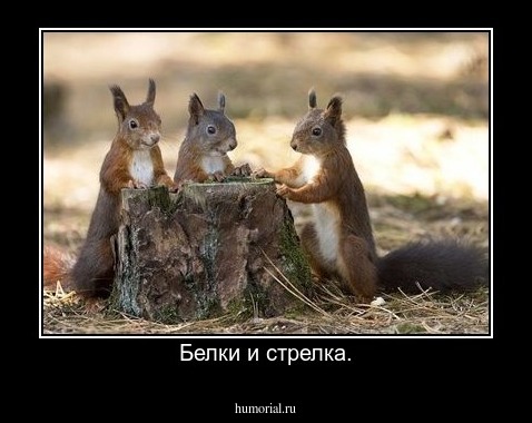 Белки и стрелка.