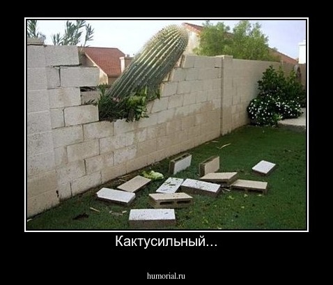 Кактусильный...
